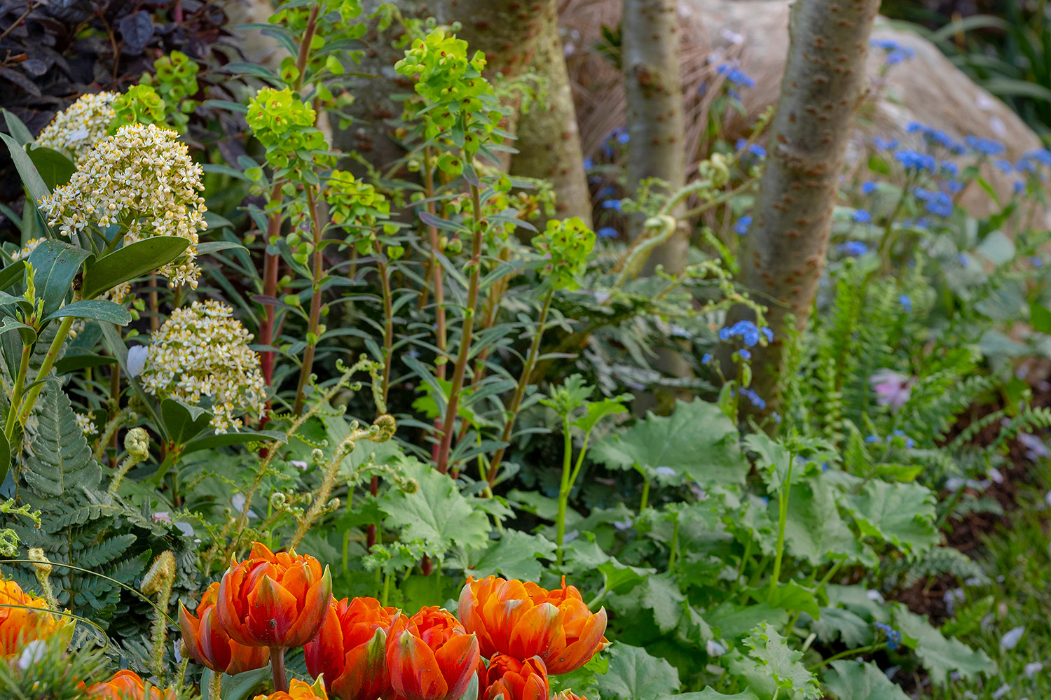 A small city garden divided into rooms