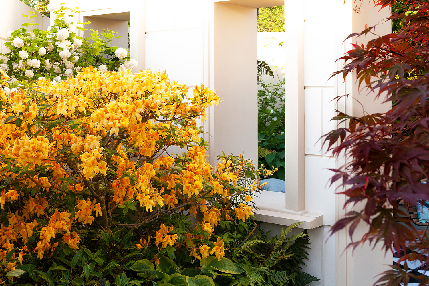 Kate Gould's West End Garden - RGHS Chelsea Flowers Show 2018