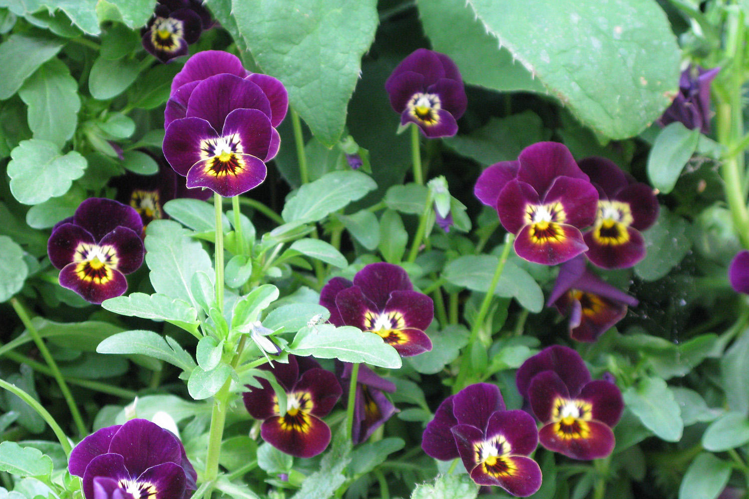 RHS Chelsea Flower Show - Magistrates Association