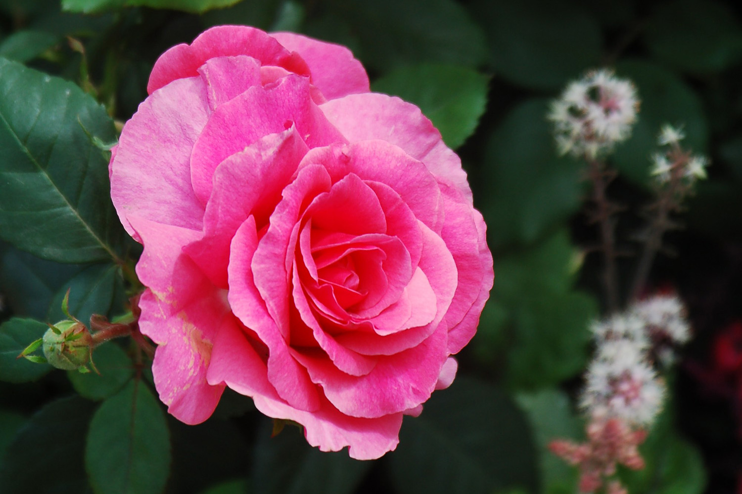 RHS Chelsea Flower Show - Magistrates Association