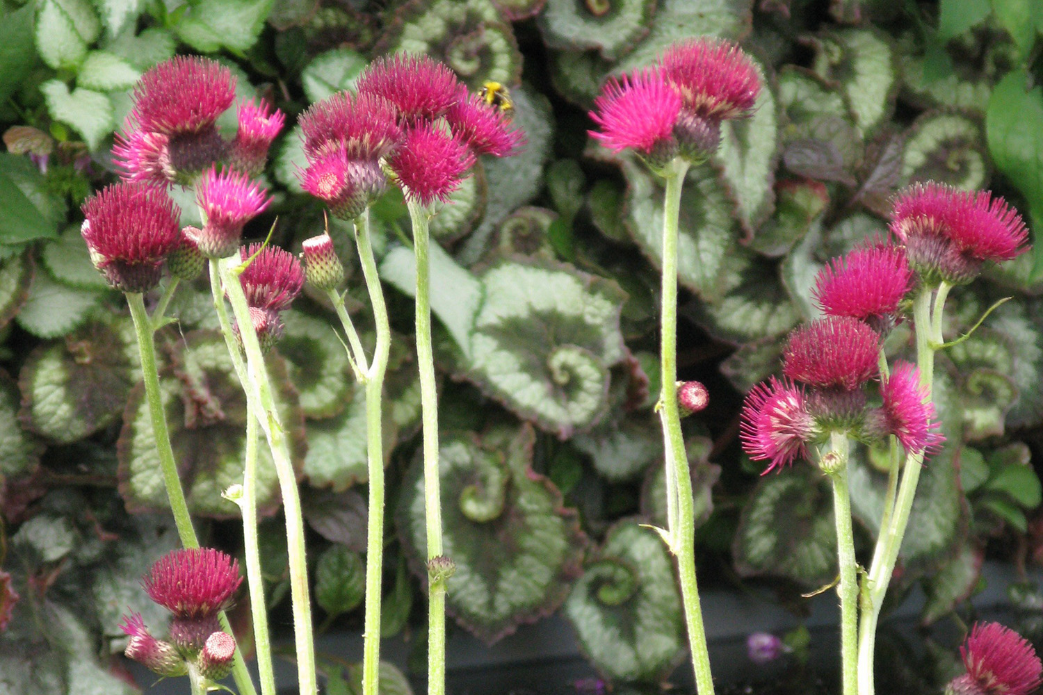 RHS Chelsea Flower Show - Magistrates Association