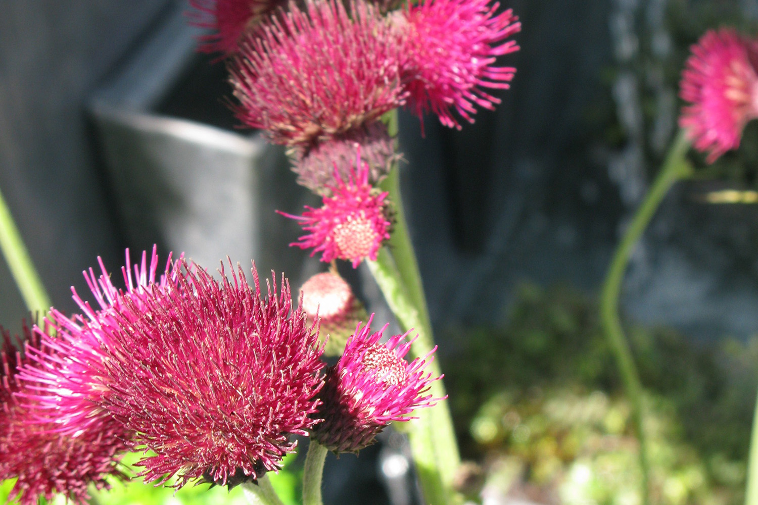 RHS Chelsea Flower Show - Magistrates Association