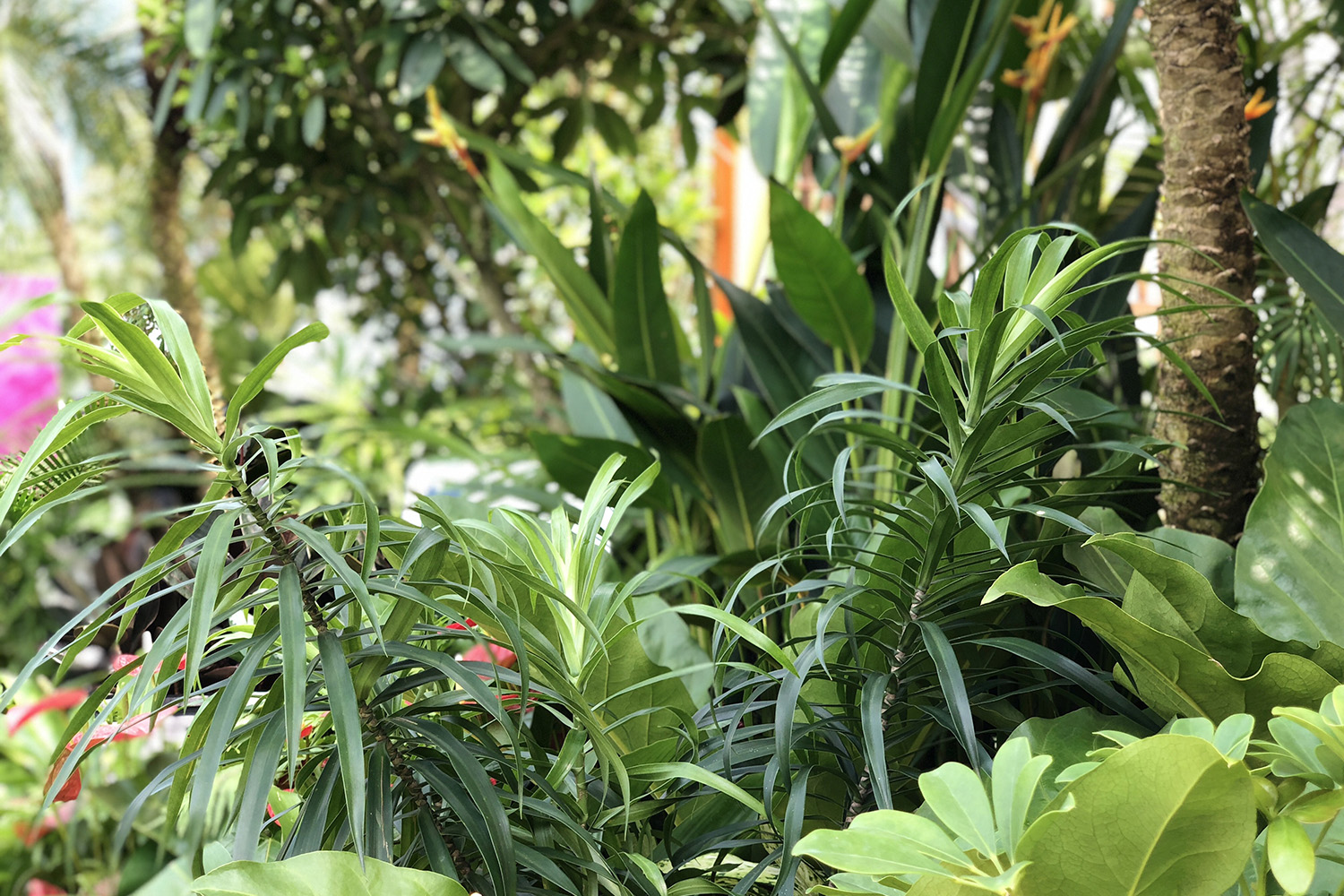 Singapore Garden Festival 2018