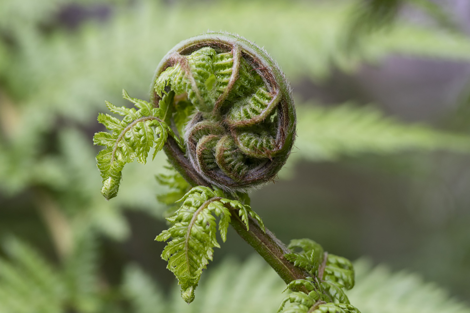 Unfurling frond of Dicksonia antarctica
